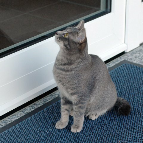 Funk Alarm Trittmatte TMF01 Katzenklingel